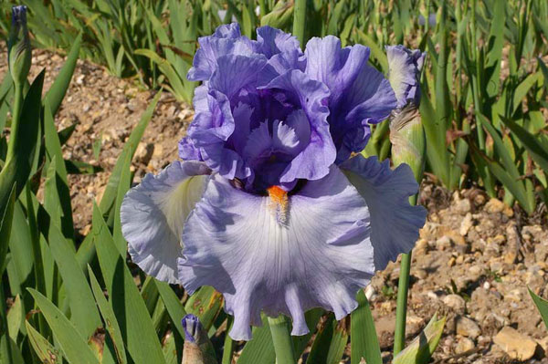 Iris Villa Erba Orticolario giardinaggio